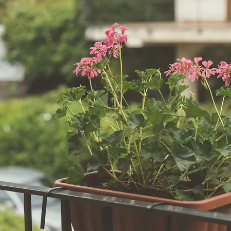 Bed & Breakfast Alle Falde Dell'etna